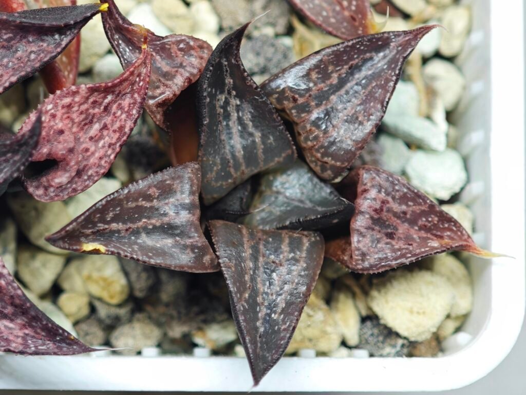 Haworthia Seedling S114 - 8