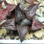 Haworthia Seedling S114 - 8