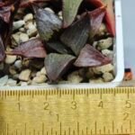 Haworthia Seedling S115 - 1
