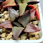 Haworthia Seedling S115 - 2