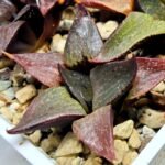 Haworthia Seedling S115 - 3