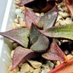 Haworthia Seedling S115 - 4