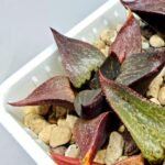 Haworthia Seedling S115 - 5