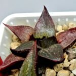 Haworthia Seedling S115 - 6
