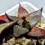 Haworthia Seedling S115 - 7