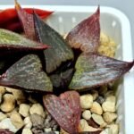 Haworthia Seedling S115 - 8