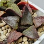 Haworthia Seedling S115 - 9