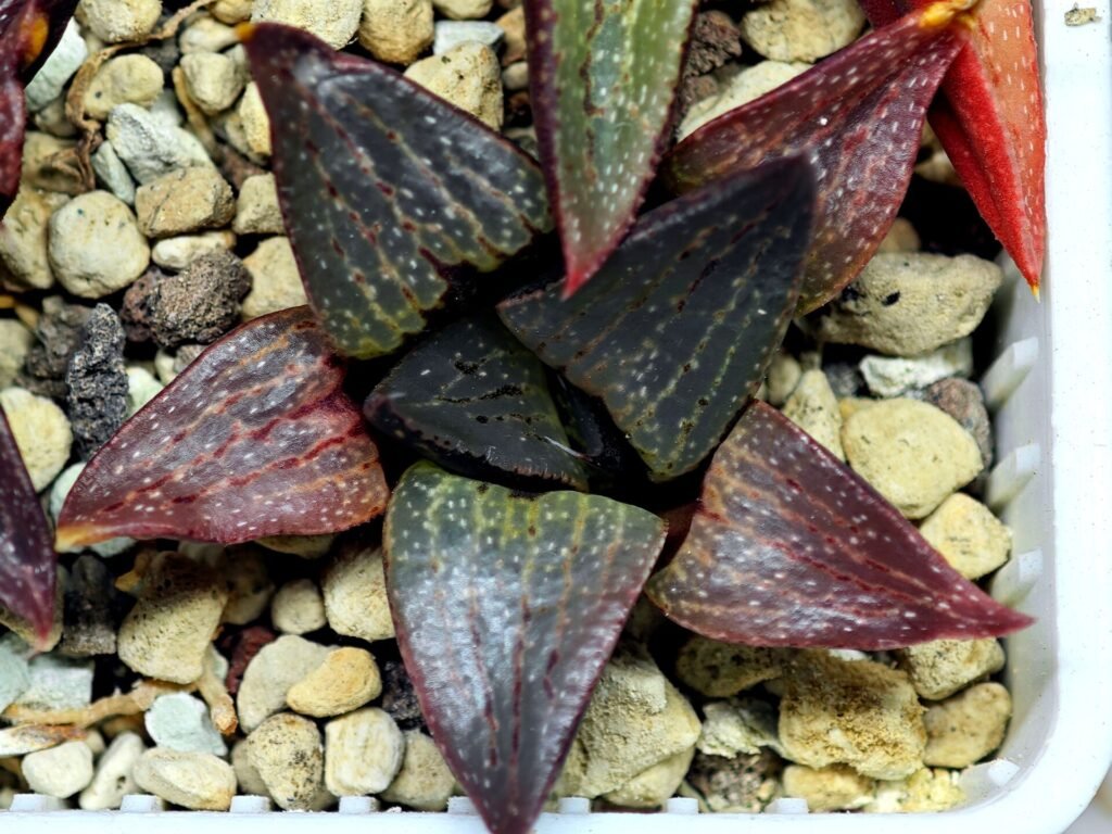 Haworthia Seedling S115 - 10