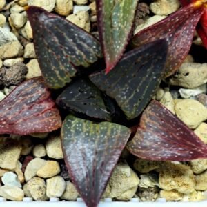 Haworthia Seedling S115 - 10