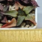 Haworthia Seedling Magnifica Splendens Red Form S116 - 1