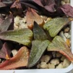 Haworthia Seedling Magnifica Splendens Red Form S116 - 2