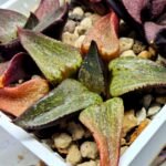 Haworthia Seedling Magnifica Splendens Red Form S116 - 3