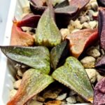 Haworthia Seedling Magnifica Splendens Red Form S116 - 4