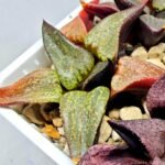 Haworthia Seedling Magnifica Splendens Red Form S116 - 5