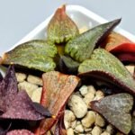 Haworthia Seedling Magnifica Splendens Red Form S116 - 7