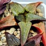 Haworthia Seedling Magnifica Splendens Red Form S116 - 8