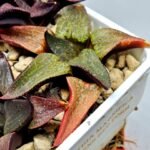 Haworthia Seedling Magnifica Splendens Red Form S116 - 9