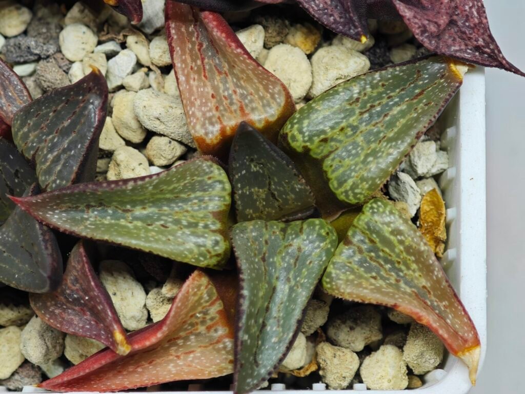Haworthia Seedling Magnifica Splendens Red Form S116 - 10