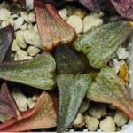 Haworthia Seedling Magnifica Splendens Red Form S116 - 10