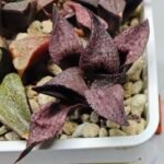 Haworthia Seedling Magnifica Splendens Red Form S117 - 1