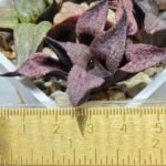 Haworthia Seedling Magnifica Splendens Red Form S117 - 2