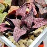Haworthia Seedling Magnifica Splendens Red Form S117 - 3