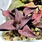 Haworthia Seedling Magnifica Splendens Red Form S117 - 4