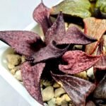 Haworthia Seedling Magnifica Splendens Red Form S117 - 5
