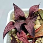 Haworthia Seedling Magnifica Splendens Red Form S117 - 6