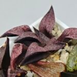 Haworthia Seedling Magnifica Splendens Red Form S117 - 7