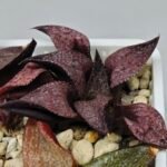 Haworthia Seedling Magnifica Splendens Red Form S117 - 8