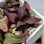 Haworthia Seedling Magnifica Splendens Red Form S117 - 9