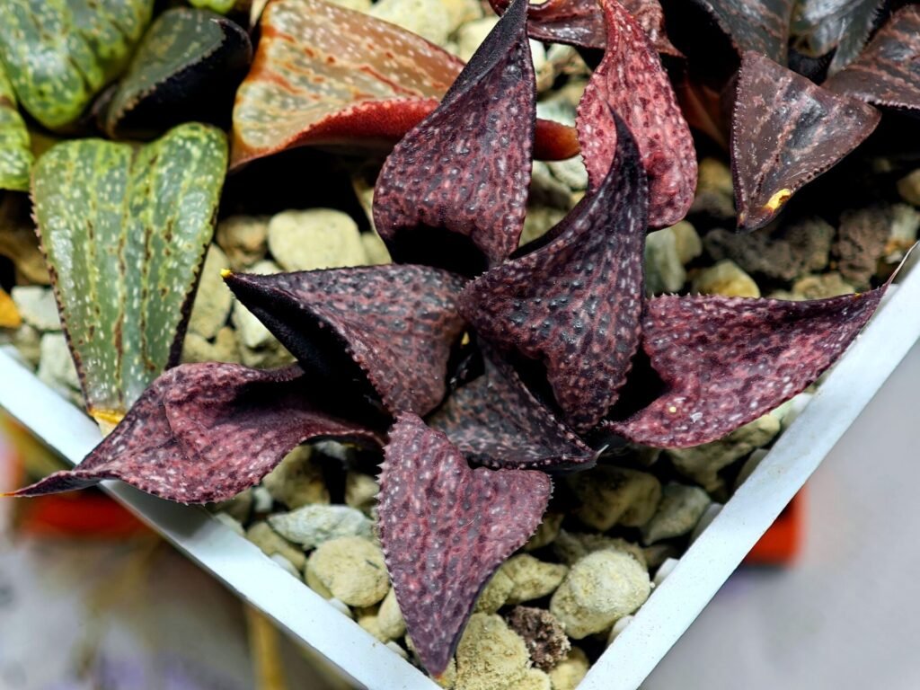 Haworthia Seedling Magnifica Splendens Red Form S117 - 10