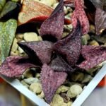 Haworthia Seedling Magnifica Splendens Red Form S117 - 10