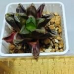 Haworthia Seedling Truncata hybrid S146 - 1
