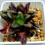 Haworthia Seedling Truncata hybrid S146 - 2