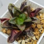 Haworthia Seedling Truncata hybrid S146 - 3