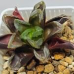 Haworthia Seedling Truncata hybrid S146 - 4