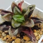 Haworthia Seedling Truncata hybrid S146 - 5
