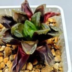 Haworthia Seedling Truncata hybrid S146 - 6