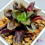 Haworthia Seedling Truncata hybrid S146 - 7