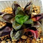Haworthia Seedling Truncata hybrid S146 - 8