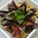 Haworthia Seedling Truncata hybrid S146 - 9