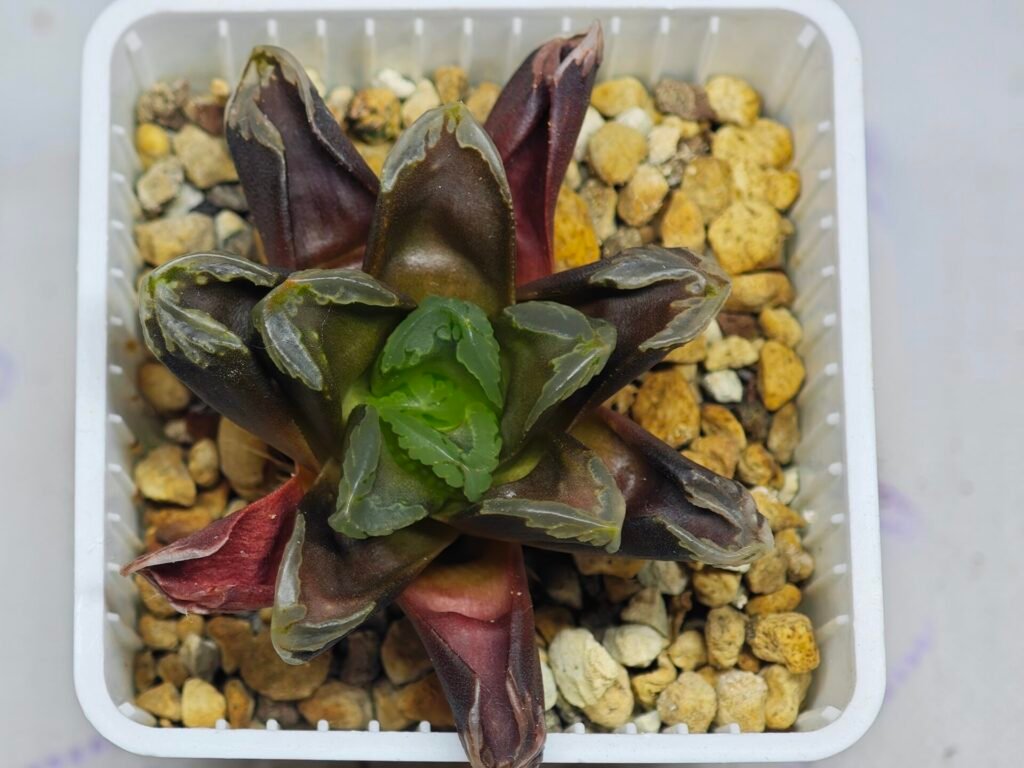 Haworthia Seedling Truncata hybrid S146 - 10