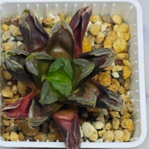 Haworthia Seedling Truncata hybrid S146 - 10