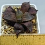 Haworthia Seedling Maughanii Badia S147 - 1