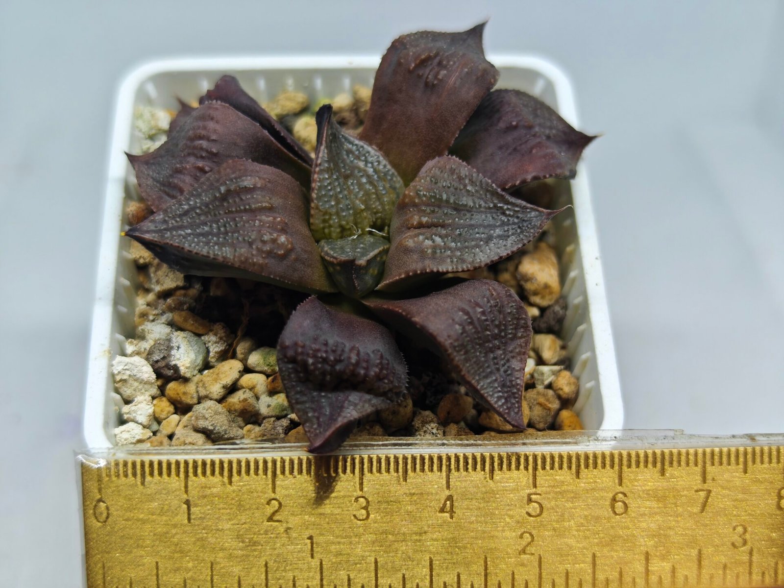 Haworthia Seedling Maughanii Badia S147 - 1