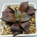 Haworthia Seedling Maughanii Badia S147 - 2