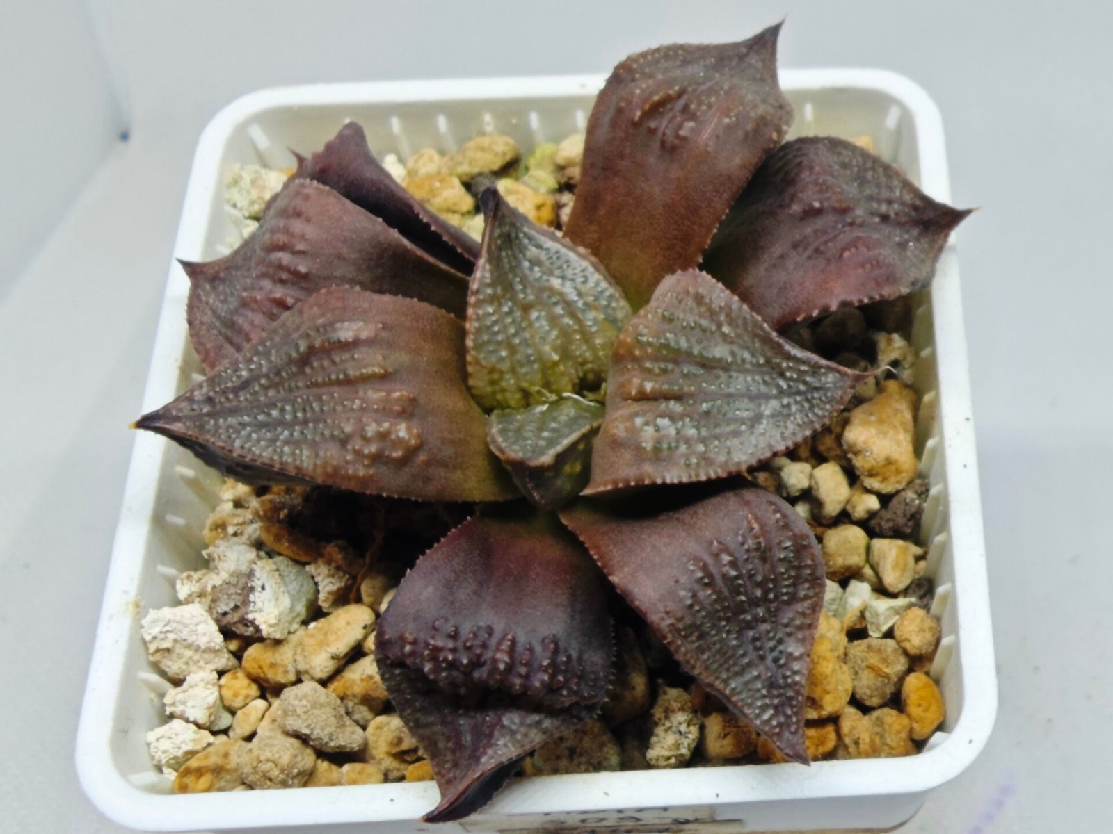 Haworthia Seedling Maughanii Badia S147 - 2