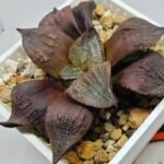 Haworthia Seedling Maughanii Badia S147 - 3